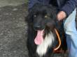 TURBO, SPLENDIDO DERIVATO BORDER COLLIE CERCA UNA NUOVA FAMIGLIA! BERGAMO