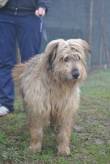 Gianni, meticcio pastore bergamasco di 7 anni, è buono ed equilibrato, non merita di stare in box