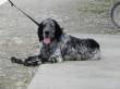 BELLISSIMO LUCKY, SETTER INGLESE PURO DI 3 ANNI, CERCA UNA VERA CASA