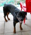 nessuno chiama per lui!! max rottweiler di tre anni