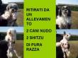 ADOTTATI!!! 2 CANI NUDI E 2 SHITZU DI PURA RAZZA! CERCANO CASA!!