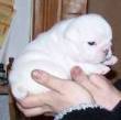 AKC Bulldog inglese cuccioli per l'adozione