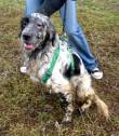 FURIA, MAGNIFICO SETTER BIANCO E NERO DI 1 ANNO, CERCA UNA CASA