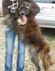 ADOTTABILE.MAGNIFICO PEPE, INCROCIO PASTORE BERGAMASCO DI SOLI 3 ANNI, CERCA UNA CASA