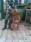 DOG DE BORDEAUX PURA IN CANILE,  ADOTTATA!!!!!!