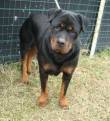 ADOTTABILE. KIMBA, rottweiler splendida arrivata in canile dopo il parto e senza i suoi cuccioli