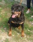 AKIRA, ROTTWEILER DI 8 ANNI CHE SI CREDE UNA CUCCIOLA