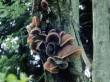 fungo Auricularia