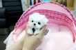 Bellissimo cucciolo di maltese mini toy