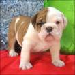 Due cuccioli Bulldog inglese per l'adozione.