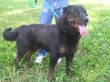 RINNOVO APPELLO!! SHEAKSPEARE, SPLENDIDO INCROCIO ROTTWEILER MASCHIO CERCA CASA!!!! PROV.BERGAMO - F