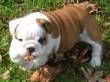 bulldog2