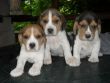 cuccioli di beagle taglia piccola