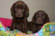 Vendita cuccioli di Labrador a partire da 595