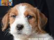 Cuccioli Selezionati Jack Russell Terrier- Figli Diretti di Campioni di Bellezza
