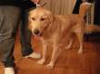 LUCKY, BELLISSIMO INCROCIO GOLDEN RETRIVER CERCA CASA