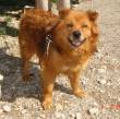 Camillo,meticcio chow chow buonissimo e dolce, ha trascorso 5 anni in box, aiutatelo