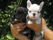 Regalo adorabili cuccioli di bulldog francesi.