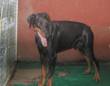 Doberman di razza cerca adozione